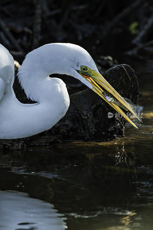 大白鹭，Ardea alba，丁达林国家野生动物保护区，Sanibel岛，佛罗里达州